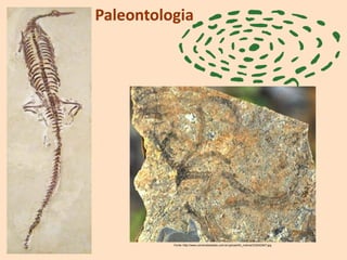 Paleontologia
Fonte: http://www.correiodoestado.com.br/upload/dn_noticia/333242947.jpg
 