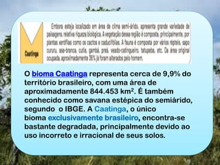 O bioma Caatinga representa cerca de 9,9% do
território brasileiro, com uma área de
aproximadamente 844.453 km2. É também
conhecido como savana estépica do semiárido,
segundo o IBGE. A Caatinga, o único
bioma exclusivamente brasileiro, encontra-se
bastante degradada, principalmente devido ao
uso incorreto e irracional de seus solos.
 