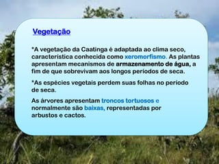 Vegetação
*A vegetação da Caatinga é adaptada ao clima seco,
característica conhecida como xeromorfismo. As plantas
apresentam mecanismos de armazenamento de água, a
fim de que sobrevivam aos longos períodos de seca.
*As espécies vegetais perdem suas folhas no período
de seca.
As árvores apresentam troncos tortuosos e
normalmente são baixas, representadas por
arbustos e cactos.
 