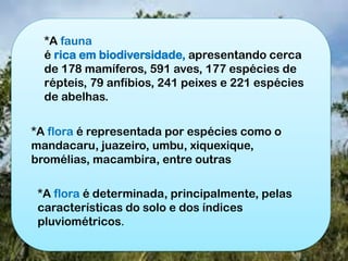*A flora é representada por espécies como o
mandacaru, juazeiro, umbu, xiquexique,
bromélias, macambira, entre outras
*A flora é determinada, principalmente, pelas
características do solo e dos índices
pluviométricos.
*A fauna
é rica em biodiversidade, apresentando cerca
de 178 mamíferos, 591 aves, 177 espécies de
répteis, 79 anfíbios, 241 peixes e 221 espécies
de abelhas.
 