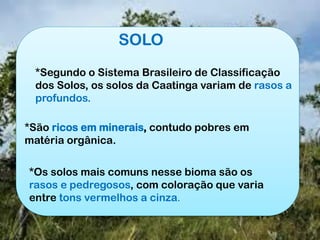 *Segundo o Sistema Brasileiro de Classificação
dos Solos, os solos da Caatinga variam de rasos a
profundos.
*São ricos em minerais, contudo pobres em
matéria orgânica.
*Os solos mais comuns nesse bioma são os
rasos e pedregosos, com coloração que varia
entre tons vermelhos a cinza.
SOLO
 