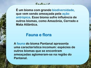 É um bioma com grande biodiversidade,
que vem sendo ameaçada pela ação
antrópica. Esse bioma sofre influência de
outros biomas, como Amazônia, Cerrado e
Mata Atlântica.
Fauna e flora
A fauna do bioma Pantanal apresenta
uma característica incomum: espécies de
outros biomas que se encontram
ameaçadas aglomeram-se na região do
Pantanal.
 