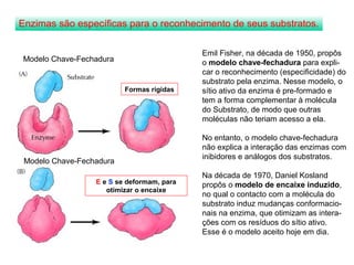 Enzimas são específicas para o reconhecimento de seus substratos. 
Formas rígidas 
E e S se deformam, para 
otimizar o encaixe 
Emil Fisher, na década de 1950, propôs 
o modelo chave-fechadura para expli-car 
o reconhecimento (especificidade) do 
substrato pela enzima. Nesse modelo, o 
sítio ativo da enzima é pre-formado e 
tem a forma complementar à molécula 
do Substrato, de modo que outras 
moléculas não teriam acesso a ela. 
No entanto, o modelo chave-fechadura 
não explica a interação das enzimas com 
inibidores e análogos dos substratos. 
Na década de 1970, Daniel Kosland 
propôs o modelo de encaixe induzido, 
no qual o contacto com a molécula do 
substrato induz mudanças conformacio-nais 
na enzima, que otimizam as intera-ções 
com os resíduos do sítio ativo. 
Esse é o modelo aceito hoje em dia. 
Modelo Chave-Fechadura 
Modelo Chave-Fechadura 
 