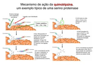 Mecanismo de ação da qquuiimmoottrriippssiinnaa, 
um exemplo típico de uma serino proteinase 
O H+ é transferido da His- 
57 para o substrato. A 
ligação susceptível é 
clivada, e parte do 
substrato fica ligado 
covalentemente à enzima 
A H2O entra no sítio 
ativo e forma uma 
ponte de H+ com a 
His-57 
A H2O transfere H+ 
para a His-57 e –OH 
para o substrato, 
formando um segundo 
estado de transição 
tetraédrico 
O H+ é transferido da His-57 
de volta para a Ser-195. A 
outra porção do substrato é 
liberada da enzima, que 
retorna ao estado inicial 
Ligação a ser hidrolisada 
Enzima interage 
com substratos 
aromátcos 
Tríade catalítica 
Ser – His - Asp 
A Ser-195 transfere H+ 
para His-57 formando um 
estado de transição 
tetraédrico com o 
substrato. O Asp-102 
estabiliza o próton na His- 
57 fazendo uma ligação 
iônica 
 