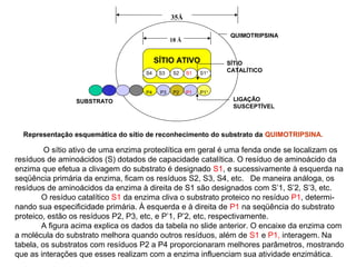 35Å 
18 Å 
SÍTIO ATIVO 
S4 S3 S2 S1 S1¹ 
QUIMOTRIPSINA 
SÍTIO 
CATALÍTICO 
LIGAÇÃO 
SUSCEPTÍVEL 
SUBSTRATO 
P4 P3 P2 P1 P1¹ 
Representação esquemática do sítio de reconhecimento do substrato da QUIMOTRIPSINA. 
O sítio ativo de uma enzima proteolítica em geral é uma fenda onde se localizam os 
resíduos de aminoácidos (S) dotados de capacidade catalítica. O resíduo de aminoácido da 
enzima que efetua a clivagem do substrato é designado S1, e sucessivamente à esquerda na 
seqüência primária da enzima, ficam os resíduos S2, S3, S4, etc. De maneira análoga, os 
resíduos de aminoácidos da enzima à direita de S1 são designados com S’1, S’2, S’3, etc. 
O resíduo catalítico S1 da enzima cliva o substrato proteico no resíduo P1, determi-nando 
sua especificidade primária. À esquerda e à direita de P1 na seqüência do substrato 
proteico, estão os resíduos P2, P3, etc, e P’1, P’2, etc, respectivamente. 
A figura acima explica os dados da tabela no slide anterior. O encaixe da enzima com 
a molécula do substrato melhora quando outros resíduos, além de S1 e P1, interagem. Na 
tabela, os substratos com resíduos P2 a P4 proporcionaram melhores parâmetros, mostrando 
que as interações que esses realizam com a enzima influenciam sua atividade enzimática. 
 