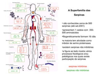 A Superfamília das 
Serpinas 
serpinas inibitórias 
serpinas não inibitórias 
Inflammation & 
Complement activation 
alpha1-PI A5 
alpha1-ACT A3 
KAL A4 
ov-serpins B* 
Blood pressure regulation 
angiogenesis 
PEDF - F1 
maspin- B5 
ATIII - C1 
PAI1 – C5 
fibrinolysis 
alpha1-PI A5 
alpha1-ACT A3 
ov-serpins B* 
PEDF – F1 
neuroserpin I-1 
PN1 – E2 
maspin –B5 
PI14 – I2 
PCI – A5 
alfa1-ACT – A3 
CBG – A6 
TBG – A7 
C1 Inh G1 
ov-serpins B* 
ECM maintainance and 
remodelling 
centerin – B9 
apoptosis 
Microbial infection 
Hormone transport 
Neurotropic factors 
Alzheimer disease 
Tumor cell invasion alfa1-ACT – A3 
Prohormone conversion 
Renal development 
AGT – A8 
megsin – B7 
Sperm development 
PCI – A5 
Coagulation 
B-cell development 
PCI – A5 
ATIII – C1 
HCFII – D1 
PAII – E1 
alphaPI – A1 
alpha1- ACT – A3 
PAI – E1 
PN1 – E2 
HSP47 – H1 
AGT A8 
PAI1 – C5 
PAI2 – B2 
alpha2-AP – F2 
• são conhecidas cerca de 500 
serpinas (até set.2001) 
•apresentam 1 cadeia com 350- 
500 aminoácidos 
•filogenéticamente formam 16 clãs 
•a maioria tem atividade como 
inibidor de serino proteinases 
•existem serpinas não inibitórias 
•a figura ao lado mostra vários 
processos fisiológicos e/ou 
patológicos nos quais existe 
participação de serpinas 
 