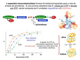 A aspartato transcarbamoilase fornece N-carbamoil-aspartato para a rota de 
síntese de pirimidinas. É uma enzima alostérica tipo K, inibida por CTP e ativada 
por ATP, sendo composta por 6 unidades regulatórias e 6 catalíticas. 
Carbamoil 
PO4 
+ aspartato N- Carbamoil + PO- 
H2 4 
2- 
aspartato 
pirimidinas 
Sem efetores 
alostéricos 
ativa 
CTP CTP 
inativa 
A ligação de CTP às 
subunidades regulatórias “fecha” 
o acesso aos sítios ativos nas 
subunidades catalíticas. 
 