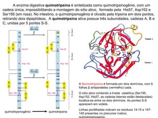A enzima digestiva quimotripsina é sintetizada como quimotripsinogênio, com um 
cadeia única, impossibilitando a montagem do sítio ativo, formado pela His57, Asp102 e 
Ser195 (em rosa). No intestino, o quimotripsinogênio é clivado pela tripsina em dois pontos, 
retirando dois dipeptídeos. A quimotripsina ativa possue três subunidades, cadeias A, B e 
C, unidas por 5 pontes S-S. 
A Quimotripsina é formada por dois domínios, com 6 
folhas β antiparalelas (vermelho) cada. 
O sítio ativo contendo a tríade catalítica (Ser195, 
Asp102, His57, as cadeias laterais estão destacadas) 
localiza-se entre os dois domínios. As pontes S-S 
aparecem em violeta. 
Linhas pontilhadas indicam os resíduos 14-15 e 147- 
148 presentes no precursor inativo, 
quimotripsinogenio. 
quimotripsinogênio quimotripsina 
 