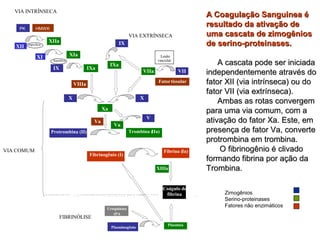 AA CCooaagguullaaççããoo SSaanngguuiinneeaa éé 
rreessuullttaaddoo ddaa aattiivvaaççããoo ddee 
uummaa ccaassccaattaa ddee zziimmooggêênniiooss 
ddee sseerriinnoo--pprrootteeiinnaasseess. 
AA ccaassccaattaa ppooddee sseerr iinniicciiaaddaa 
iinnddeeppeennddeenntteemmeennttee aattrraavvééss ddoo 
ffaattoorr XXIIII ((vviiaa iinnttrríínnsseeccaa)) oouu ddoo 
ffaattoorr VVIIII ((vviiaa eexxttrríínnsseeccaa)).. 
AAmmbbaass aass rroottaass ccoonnvveerrggeemm 
ppaarraa uummaa vviiaa ccoommuumm,, ccoomm aa 
aattiivvaaççããoo ddoo ffaattoorr XXaa.. EEssttee,, eemm 
pprreesseennççaa ddee ffaattoorr VVaa,, ccoonnvveerrttee 
pprroottrroommbbiinnaa eemm ttrroommbbiinnaa.. 
OO ffiibbrriinnooggêênniioo éé cclliivvaaddoo 
ffoorrmmaannddoo ffiibbrriinnaa ppoorr aaççããoo ddaa 
TTrroommbbiinnaa.. 
Zimogênios 
Serino-proteinases 
Fatores não enzimáticos 
VIA COMUM 
XIa 
I X IXa 
VIA EXTRÍNSECA 
Protrombina (II) Trombina ( IIa) 
XIIIa 
Fibrinogênio (I) 
Fibrina ( Ia) 
Coágulo de 
fibrina 
Uroquinase 
tPA 
Plasminogênio Plasmina 
FIBRINÓL ISE 
VIA INTRÍNSECA 
Xa 
X 
VIIIa 
XIIa 
Superfície - 
Va 
PK HMWK 
Supe-rfície 
Va 
V 
X 
VII 
Lesão 
vascular 
Fator tissular 
IX 
IXa 
VIIa 
XII 
XI 
 