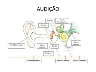 AUDIÇÃO

 
