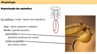 Organização dos apêndices
Pós-abdômen ‘cauda’: ápodo (sem apêndices)
ânus: último segmento verdadeiro
ferrão ( aparelho picador)
parte bulbar:
glândulas produtoras de veneno
acúleo ou aguilhão:
para injetar veneno
Morfologia
10
 