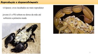 vivíparos: ovos incubados no trato reprodutor
jovens (1 a 95) sobem no dorso da mãe até
sofrerem a primeira muda
Reprodução e desenvolvimento
11
 