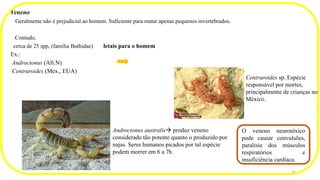 Veneno
Geralmente não é prejudicial ao homem. Suficiente para matar apenas pequenos invertebrados.
Contudo,
cerca de 25 spp, (família Buthidae) letais para o homem
Ex.:
Androctonus (Afr.N)
Centruroides (Mex., EUA)
Centruroides sp. Espécie
responsável por mortes,
principalmente de crianças no
México.
Androctonus australis→ produz veneno
considerado tão potente quanto o produzido por
najas. Seres humanos picados por tal espécie
podem morrer em 6 a 7h.
O veneno neurotóxico
pode causar convulsões,
paralisia dos músculos
respiratórios e
insuficiência cardíaca.
12
 