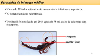 ✓ Cerca de 70% dos acidentes são nos membros inferiores e superiores.
✓ O veneno tem ação neurotóxica.
✓ No Brasil foi notificado em 2014 cerca de 78 mil casos de acidentes com
escorpiões.
Pedipalpos
aguilhão = télson
Escorpiões de interesse médico
14
 