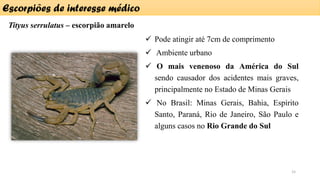 Tityus serrulatus – escorpião amarelo
Escorpiões de interesse médico
15
✓ Pode atingir até 7cm de comprimento
✓ Ambiente urbano
✓ O mais venenoso da América do Sul
sendo causador dos acidentes mais graves,
principalmente no Estado de Minas Gerais
✓ No Brasil: Minas Gerais, Bahia, Espírito
Santo, Paraná, Rio de Janeiro, São Paulo e
alguns casos no Rio Grande do Sul
 