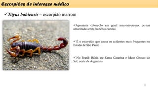 ✓Tityus bahiensis – escorpião marrom
Escorpiões de interesse médico
16
✓Apresenta coloração em geral marrom-escuro, pernas
amareladas com manchas escuras
✓ É o escorpião que causa os acidentes mais frequentes no
Estado de São Paulo
✓ No Brasil: Bahia até Santa Catarina e Mato Grosso do
Sul, norte da Argentina
 