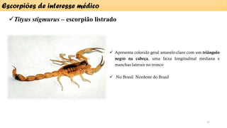 ✓Tityus stigmurus – escorpião listrado
Escorpiões de interesse médico
17
✓ Apresenta colorido geral amarelo-claro com um triângulo
negro na cabeça, uma faixa longitudinal mediana e
manchas laterais no tronco
✓ No Brasil: Nordeste do Brasil
 