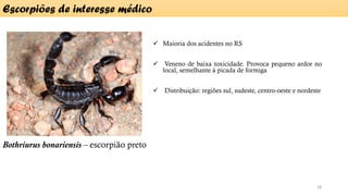 Bothriurus bonariensis – escorpião preto
Escorpiões de interesse médico
18
✓ Maioria dos acidentes no RS
✓ Veneno de baixa toxicidade. Provoca pequeno ardor no
local, semelhante à picada de formiga
✓ Distribuição: regiões sul, sudeste, centro-oeste e nordeste
 