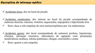✓ Acidentes leves: dor no local da picada
✓ Acidentes moderados: dor intensa no local da picada acompanhada de
sudorese discreta, náuseas, vômitos, taquicardia, taquipnéia e hipertensão leve.
✓ Soro: duas a três ampolas de soro antiescorpiônico por via endovenosa
✓ Acidentes graves: dor local acompanhada de sudorese profusa, hipotermia,
vômitos, salivação excessiva, alternância de agitação com prostração,
insuficiência cardíaca, edema pulmonar, choque, convulsões e coma
✓ Soro: quatro a seis ampolas
Escorpiões de interesse médico
19
 