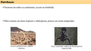 ✓Ocorrem em todos os continentes, exceto na Antártida
✓Mais comuns em áreas tropicais e subtropicais, poucos em zonas temperadas
Distribuição
Leiurus quinquestriatus, espécie
desértica.
Tityus cambridgei, espécie de floresta pluvial
tropical (AM) 2
 