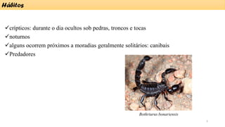 ✓crípticos: durante o dia ocultos sob pedras, troncos e tocas
✓noturnos
✓alguns ocorrem próximos a moradias geralmente solitários: canibais
✓Predadores
Hábitos
Bothriurus bonariensis
3
 