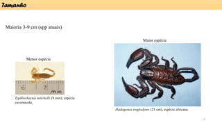 Maioria 3-9 cm (spp atuais)
Menor espécie
Maior espécie
Typhlochactas mitchelli (9 mm), espécie
cavernícola.
Hadogenes troglodytes (21 cm), espécie africana.
Tamanho
4
 