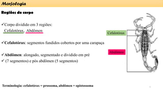 Regiões do corpo
✓Corpo dividido em 3 regiões:
Cefalotórax, Abdômen
✓Cefalotórax: segmentos fundidos cobertos por uma carapaça
✓Abdômen: alongado, segmentado e dividido em pré
✓ (7 segmentos) e pós abdômen (5 segmentos)
Terminologia: cefalotórax = prossoma, abdômen = opistossoma
Morfologia
Cefalotórax
Abdômen
5
 