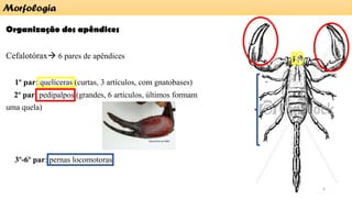 Organização dos apêndices
Cefalotórax→ 6 pares de apêndices
1º par: quelíceras (curtas, 3 artículos, com gnatobases)
2º par: pedipalpos (grandes, 6 artículos, últimos formam
uma quela)
3º-6º par: pernas locomotoras
Morfologia
6
 