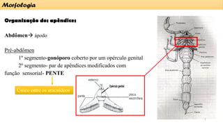 Organização dos apêndices
Abdômen→ ápodo
Pré-abdômen
1º segmento-gonóporo coberto por um opérculo genital
2º segmento- par de apêndices modificados com
função sensorial- PENTE
Morfologia
Único entre os aracnídeos
7
 