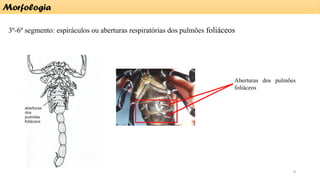3º-6º segmento: espiráculos ou aberturas respiratórias dos pulmões foliáceos
Morfologia
Aberturas dos pulmões
foliáceos
8
 