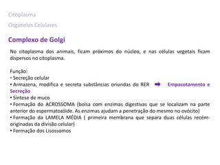 Citoplasma
Organelas Celulares

Complexo de Golgi
No citoplasma dos animais, ficam próximos do núcleo, e nas células vegetais ficam
dispersos no citoplasma.

Função:
• Secreção celular
• Armazena, modifica e secreta substâncias oriundas do RER       Empacotamento e
Secreção
• Síntese de muco
• Formação do ACROSSOMA (bolsa com enzimas digestivas que se localizam na parte
anterior do espermatozóide. As enzimas ajudam a penetração do mesmo no ovócito)
• Formação da LAMELA MÉDIA ( primeira membrana que separa duas células recém-
originadas da divisão celular)
• Formação dos Lisossomos
 