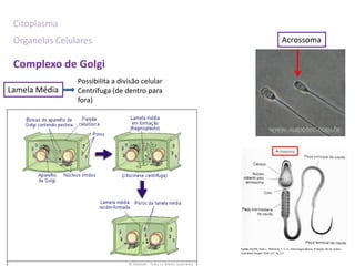 Citoplasma
 Organelas Celulares                            Acrossoma

 Complexo de Golgi
                Possibilita a divisão celular
Lamela Média    Centrífuga (de dentro para
                fora)
 