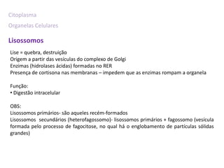 Citoplasma
Organelas Celulares

Lisossomos
Lise = quebra, destruição
Origem a partir das vesículas do complexo de Golgi
Enzimas (hidrolases ácidas) formadas no RER
Presença de cortisona nas membranas – impedem que as enzimas rompam a organela

Função:
• Digestão intracelular

OBS:
Lisossomos primários- são aqueles recém-formados
Lisossomos secundários (heterofagossomo)- lisossomos primários + fagossomo (vesícula
formada pelo processo de fagocitose, no qual há o englobamento de partículas sólidas
grandes)
 