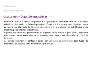 Citoplasma
Organelas Celulares

Lisossomos – Digestão Intracelular
Ocorre a fusão das bolsas originadas da fagocitose e pinocitose com os lisossomos
primários, formando os heterofagossomos. Quando inicia o processo digestivo, esses
passam a ser chamado de Vacúolos Digestivos. Em seu interior, as substâncias serão
digeridas pelas enzimas lisossômicas.
Algumas das moléculas provenientes da digestão serão utilizadas pela célula, enquanto
que outras permanecem dentro do vacúolo, que passa a ser chamado de Vacúolo
Residual.
As células eliminam o conteúdo desse por exocitose (clasmocitose) pela fusão da
membrana do vacúolo com a membrana plasmática.
 