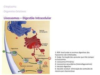 Citoplasma
Organelas Celulares

Lisossomos – Digestão Intracelular




      Fagocitose

                                     1- RER: local onde as enzimas digestivas dos
                                     lisossomos são sintetizadas.
                                     2- Golgi: Formação das vesículas que irão compor
                                 4
                                     os lisossomos
                                     3- Lisossomos Primários
                   6         5
                                     4- Lisossomos secundários (heterofagossomos)
                                     5- Vacúolo digestivo
                                     6- Vacúolo residual- eliminação do conteúdo do
                                     mesmo por clasmocitose
 