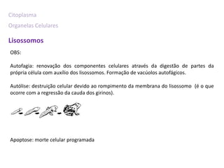 Citoplasma
Organelas Celulares

Lisossomos
OBS:

Autofagia: renovação dos componentes celulares através da digestão de partes da
própria célula com auxílio dos lisossomos. Formação de vacúolos autofágicos.

Autólise: destruição celular devido ao rompimento da membrana do lisossomo (é o que
ocorre com a regressão da cauda dos girinos).




Apoptose: morte celular programada
 