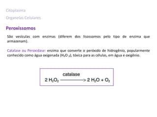 Citoplasma
Organelas Celulares

Peroxissomos
São vesículas com enzimas (diferem dos lisossomos pelo tipo de enzima que
armazenam).

Catalase ou Peroxidase: enzima que converte o peróxido de hidrogênio, popularmente
conhecido como água oxigenada (H₂O ₂), tóxica para as células, em água e oxigênio.
 