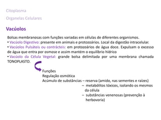 Citoplasma
Organelas Celulares

Vacúolos
Bolsas membranosas com funções variadas em células de diferentes organismos.
• Vacúolo Digestivo: presente em animais e protozoários. Local da digestão intracelular.
• Vacúolos Pulsáteis ou contrácteis: em protozoários de água doce. Expulsam o excesso
de água que entra por osmose e assim mantém o equilíbrio hídrico
• Vacúolo da Célula Vegetal: grande bolsa delimitada por uma membrana chamada
TONOPLASTO.

                      Funções
                      Regulação osmótica
                      Acúmulo de substâncias – reserva (amido, nas sementes e raízes)
                                            – metabólitos tóxicos, isolando os mesmos
                                              da célula
                                            – substâncias venenosas (prevenção à
                                               herbovoria)
 