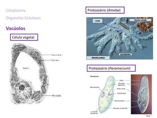 Citoplasma            Protozoário (Ameba)
Organelas Celulares

Vacúolos
   Célula vegetal




                      Protozoário (Paramecium)
 