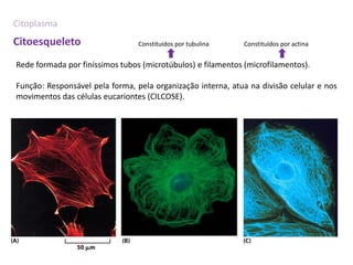 Citoplasma
Citoesqueleto                    Constituídos por tubulina    Constituídos por actina


Rede formada por finíssimos tubos (microtúbulos) e filamentos (microfilamentos).

Função: Responsável pela forma, pela organização interna, atua na divisão celular e nos
movimentos das células eucariontes (CILCOSE).
 