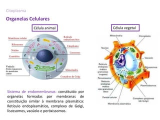 Citoplasma
Organelas Celulares
              Célula animal                   Célula vegetal




Sistema de endomembranas: constituído por
organelas formadas por membranas de
constituição similar à membrana plasmática:
Retículo endoplasmático, complexo de Golgi,
lisossomos, vacúolo e peróxissomos.
 