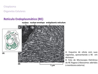 Citoplasma
Organelas Celulares

Retículo Endoplasmático (RE)




                               A: Esquema de célula com suas
                               organelas, apresentando o RE em
                               destaque.
                               B: Foto de Microscopia Eletrônica
                               do RE Rugoso (ribossomos aderidos
                               à membrana externa)
 