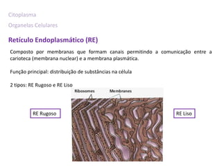 Citoplasma
Organelas Celulares

Retículo Endoplasmático (RE)
Composto por membranas que formam canais permitindo a comunicação entre a
carioteca (membrana nuclear) e a membrana plasmática.

Função principal: distribuição de substâncias na célula

2 tipos: RE Rugoso e RE Liso




          RE Rugoso                                         RE Liso
 