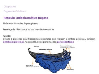 Citoplasma
Organelas Celulares

Retículo Endoplasmático Rugoso
Sinônimos:Granular, Ergastoplasma

Presença de ribossomos na sua membrana externa

Função:
Devido à presença dos Ribossomos (organelas que realizam a síntese protéica), também
sintetizam proteínas, no entanto, essas proteínas são para exportação
 
