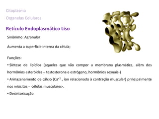 Citoplasma
Organelas Celulares

Retículo Endoplasmático Liso
Sinônimo: Agranular

Aumenta a superfície interna da célula;

Funções:
• Síntese de lipídios (aqueles que vão compor a membrana plasmática, além dos
hormônios esteróides – testosterona e estrógeno, hormônios sexuais-)
• Armazenamento de cálcio (Ca+2 , íon relacionado à contração muscular) principalmente
nos miócitos - células musculares-.
• Desintoxicação
 