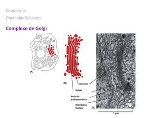 Citoplasma
Organelas Celulares

Complexo de Golgi
 