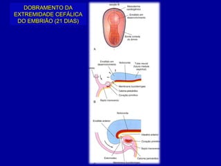 DOBRAMENTO DA
EXTREMIDADE CEFÁLICA
 DO EMBRIÃO (21 DIAS)
 