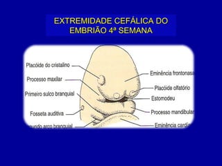 EXTREMIDADE CEFÁLICA DO
   EMBRIÃO 4ª SEMANA
 