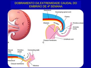 DOBRAMENTO DA EXTREMIDADE CAUDAL DO
       EMBRIÃO DE 4ª SEMANA
 