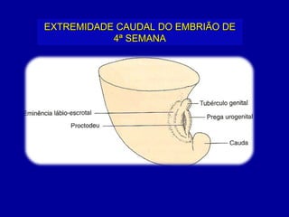 EXTREMIDADE CAUDAL DO EMBRIÃO DE
           4ª SEMANA
 